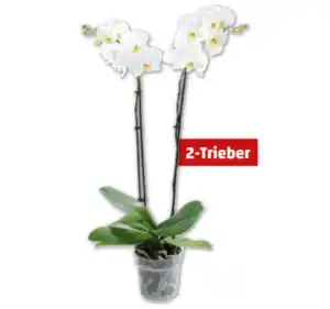 Schmetterlingsorchideen*