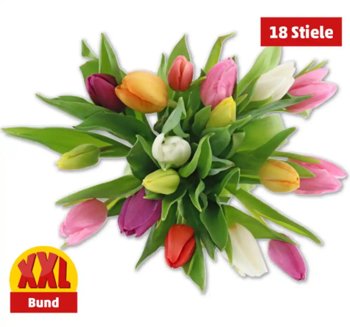 Bild 1 von Tulpen Harlekin*