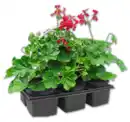 Bild 1 von Stehende oder hängende Geranien*