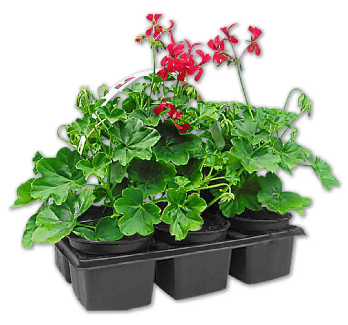 Bild 1 von Stehende oder hängende Geranien*