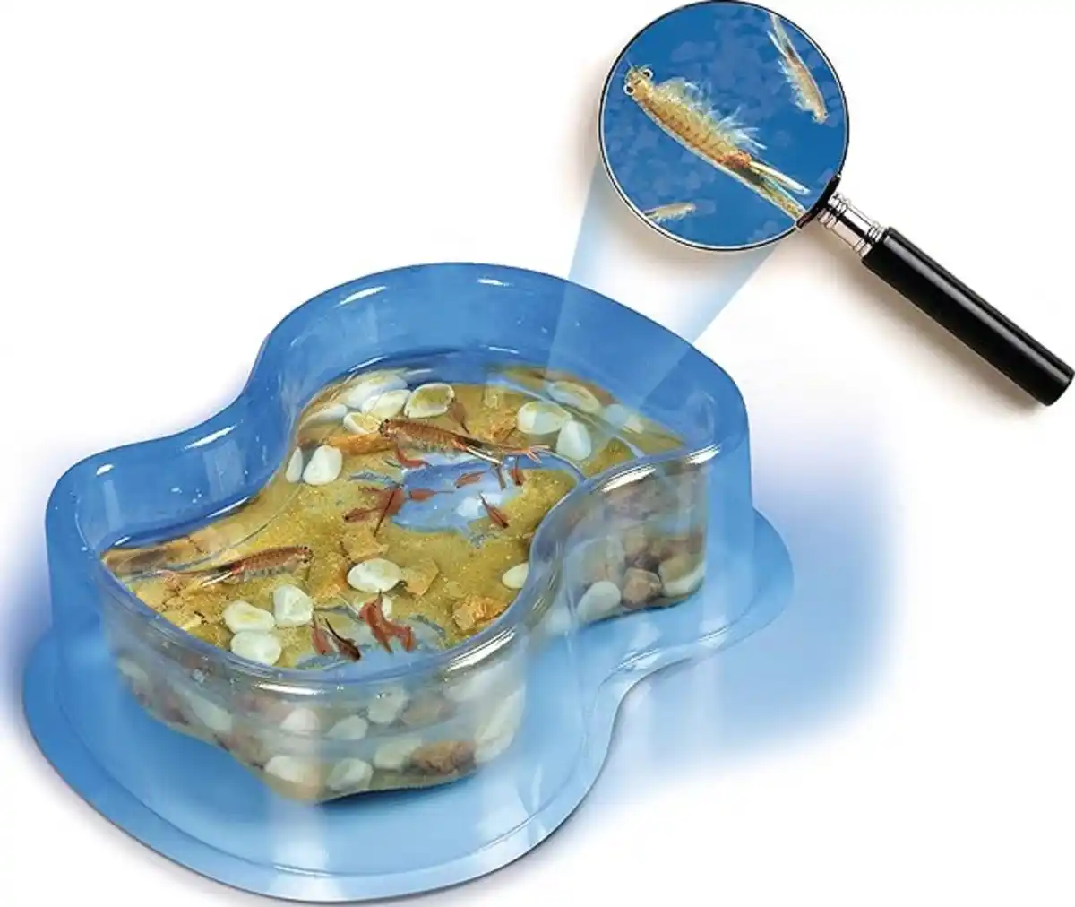 Bild 3 von Clementoni Galileo Original Salzkrebse