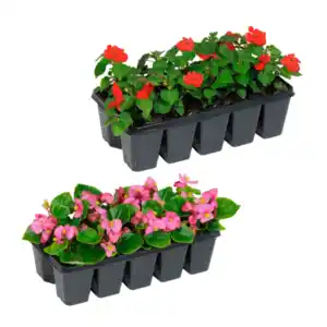 GARDENLINE Beetpflanzen