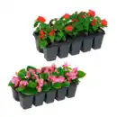 Bild 1 von GARDENLINE Beetpflanzen