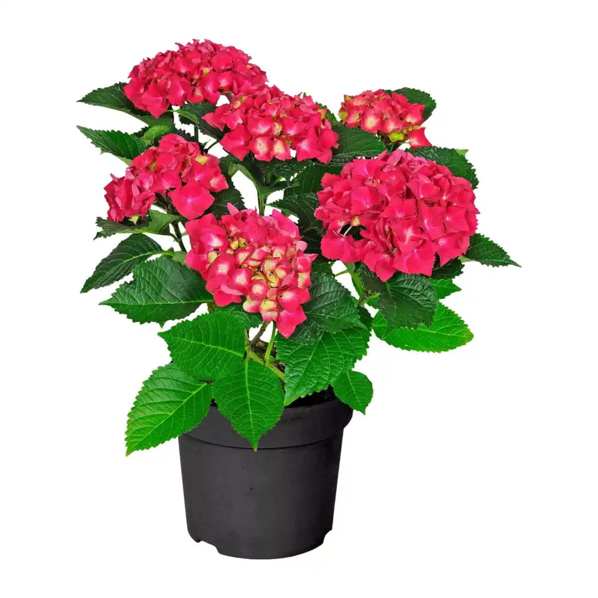 Bild 2 von GARDENLINE Hortensien-Busch