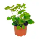 Bild 4 von GARDENLINE Stauden-Frühjahrssortiment