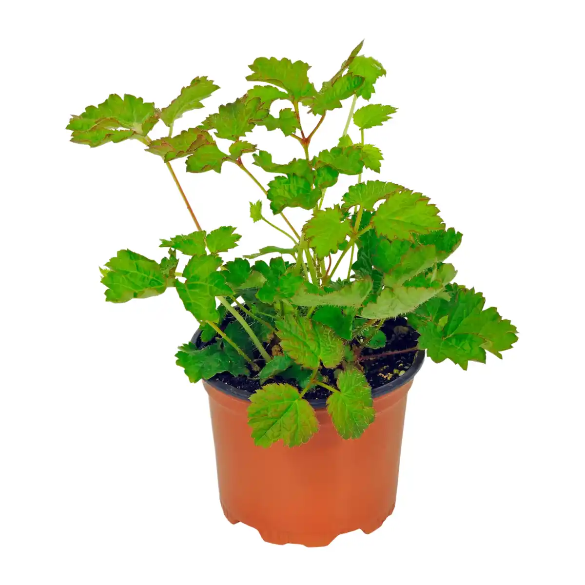 Bild 4 von GARDENLINE Stauden-Frühjahrssortiment