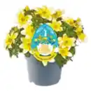 Bild 1 von Beetpflanzen Mix „Das gelbe vom Ei“