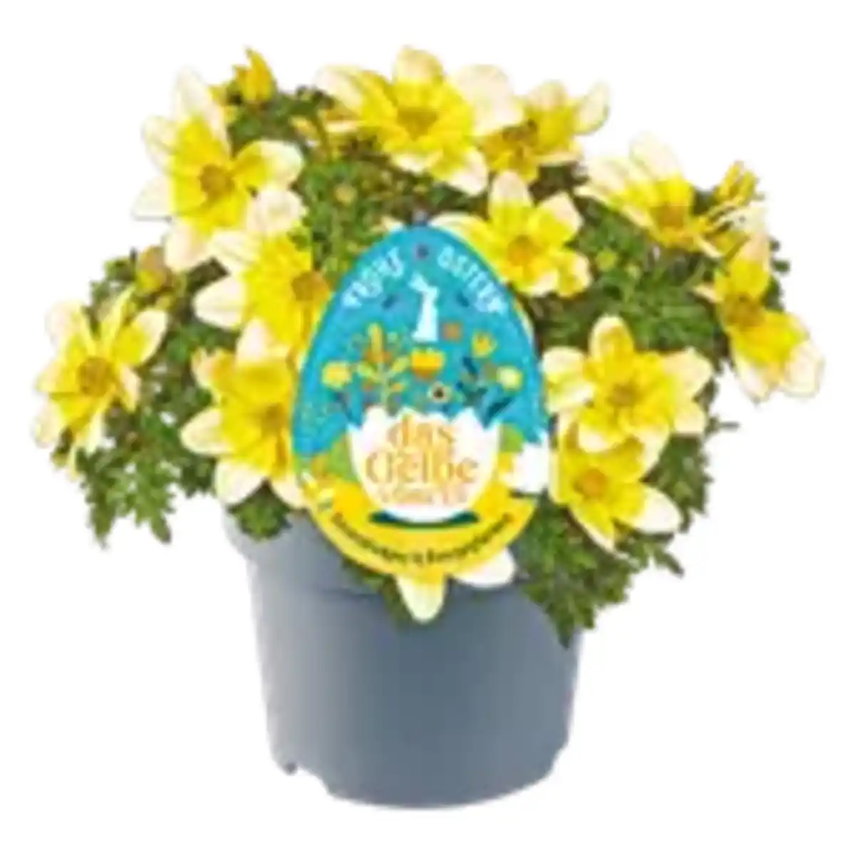 Bild 1 von Beetpflanzen Mix „Das gelbe vom Ei“