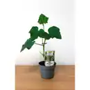 Bild 2 von Gartenkrone Mini-Snack Gurke, Rimoni F1