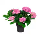 Bild 3 von GARDENLINE Hortensien-Busch
