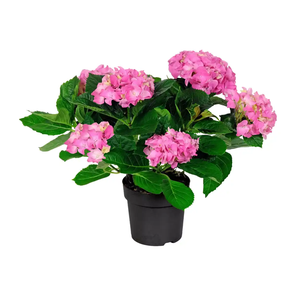 Bild 3 von GARDENLINE Hortensien-Busch