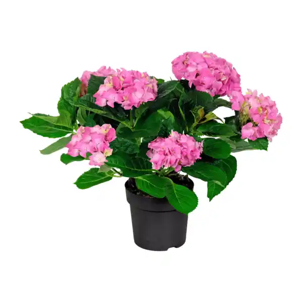 Bild 3 von GARDENLINE Hortensien-Busch