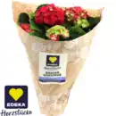 Bild 1 von Hortensien