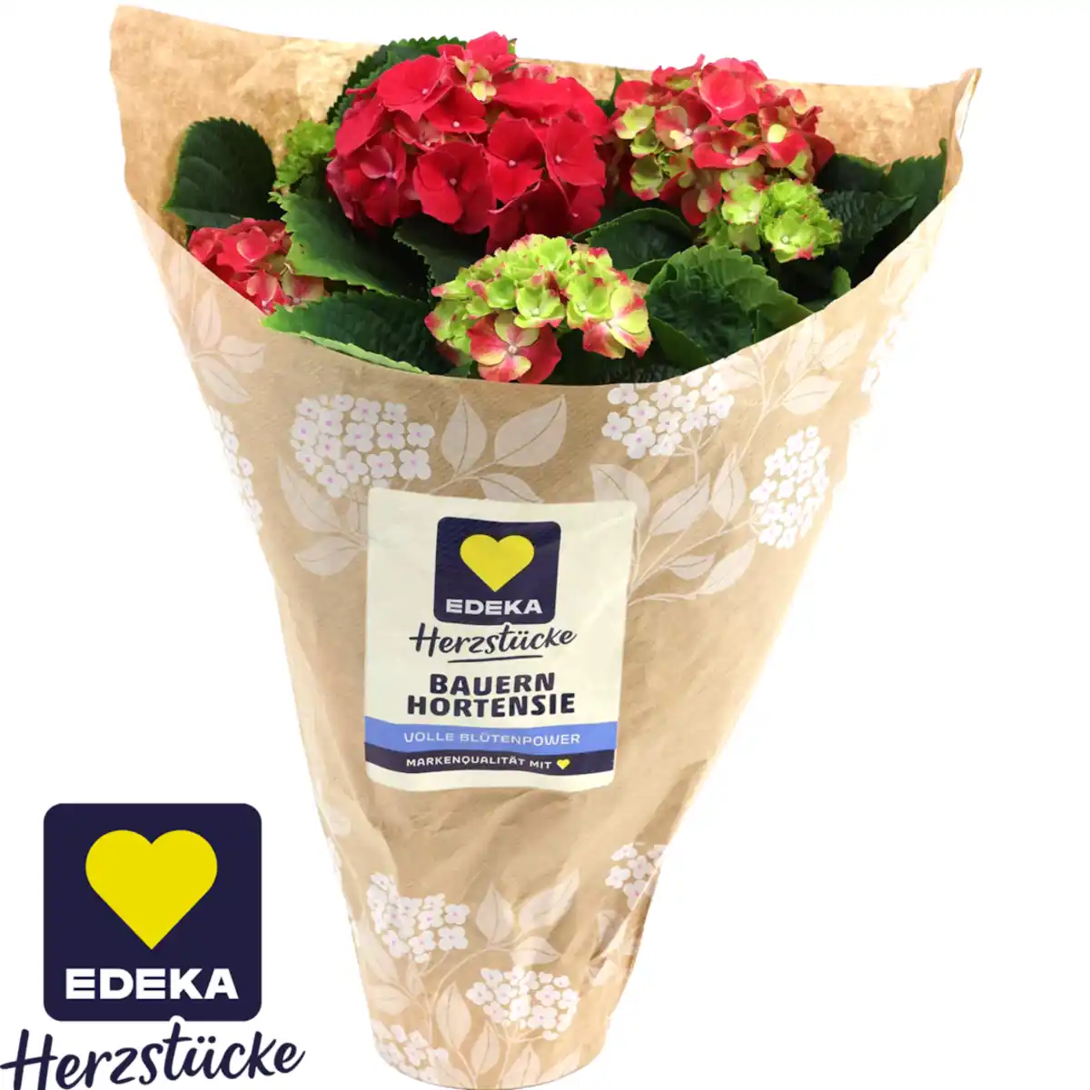 Bild 1 von Hortensien