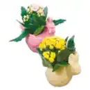 Bild 1 von Kalanchoe in Keramik