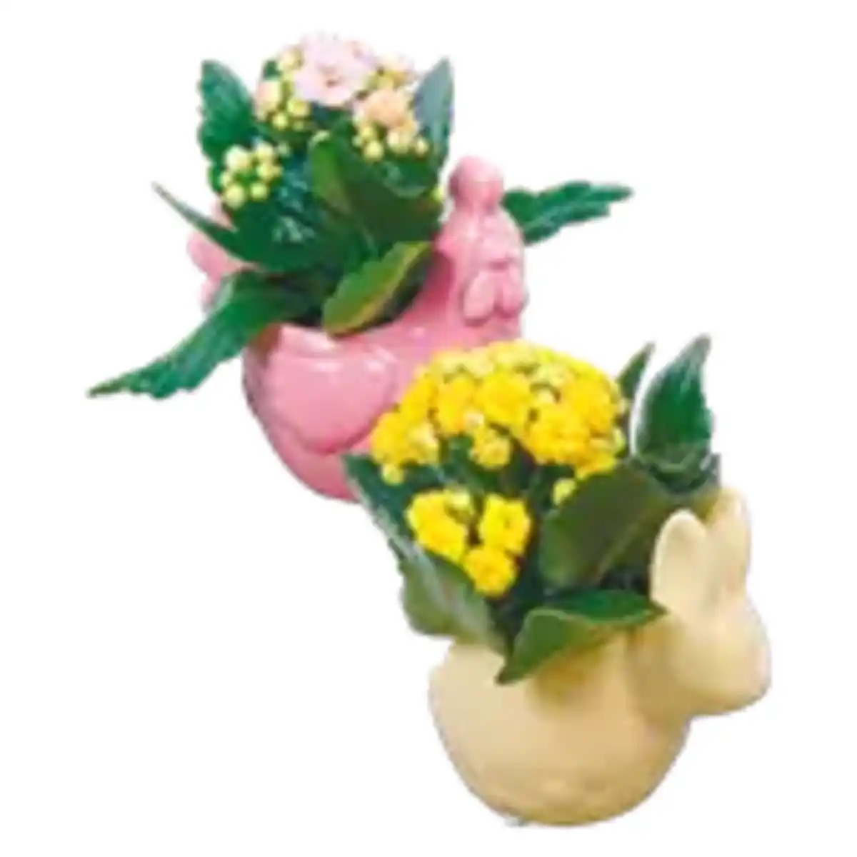 Bild 1 von Kalanchoe in Keramik