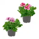 Bild 1 von GARDENLINE Edelgeranie