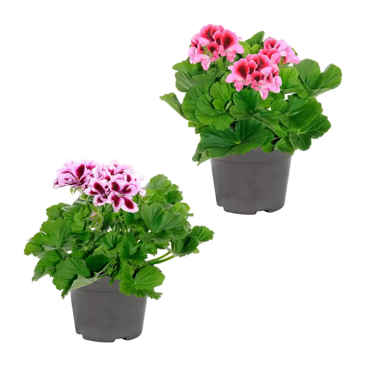 Bild 1 von GARDENLINE Edelgeranie