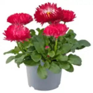 Gänseblümchen »Bam Bam«