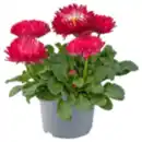 Bild 1 von Gänseblümchen »Bam Bam«