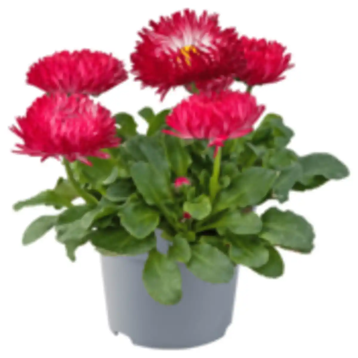 Bild 1 von Gänseblümchen »Bam Bam«