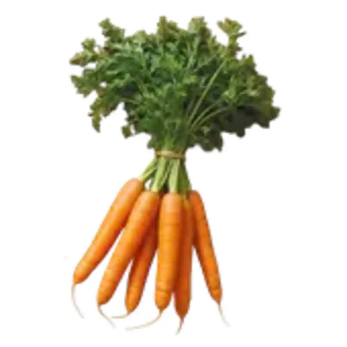 Bild 1 von Bundmöhren