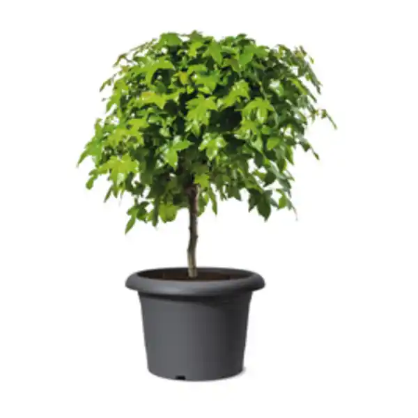 Bild 2 von SCHEURICH Pflanzgefäß »Oliver«, ØxH: 30 x 21 cm, grau