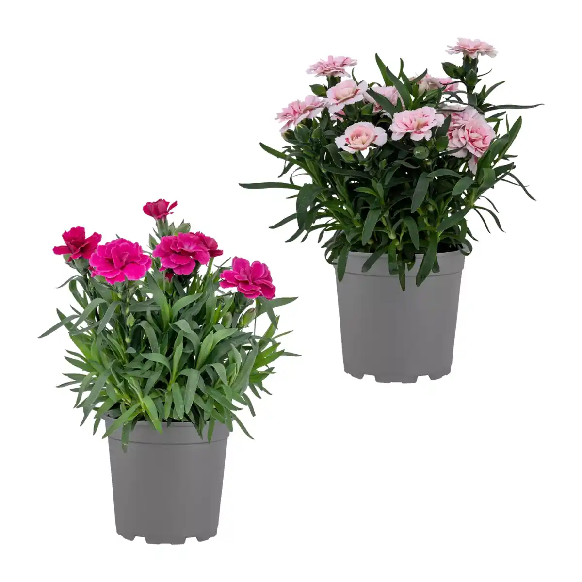 Bild 1 von GARDENLINE Nelken