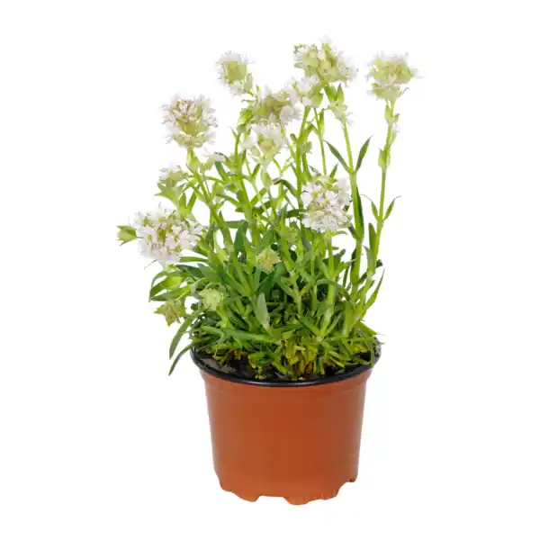 Bild 3 von GARDENLINE Stauden-Frühjahrssortiment