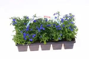 Beetpflanzen 10er Pack Männertreu Lobelia H 10 cm