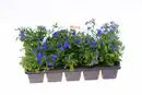 Bild 1 von Beetpflanzen 10er Pack Männertreu Lobelia H 10 cm