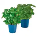 Bild 1 von Kräuter Mix