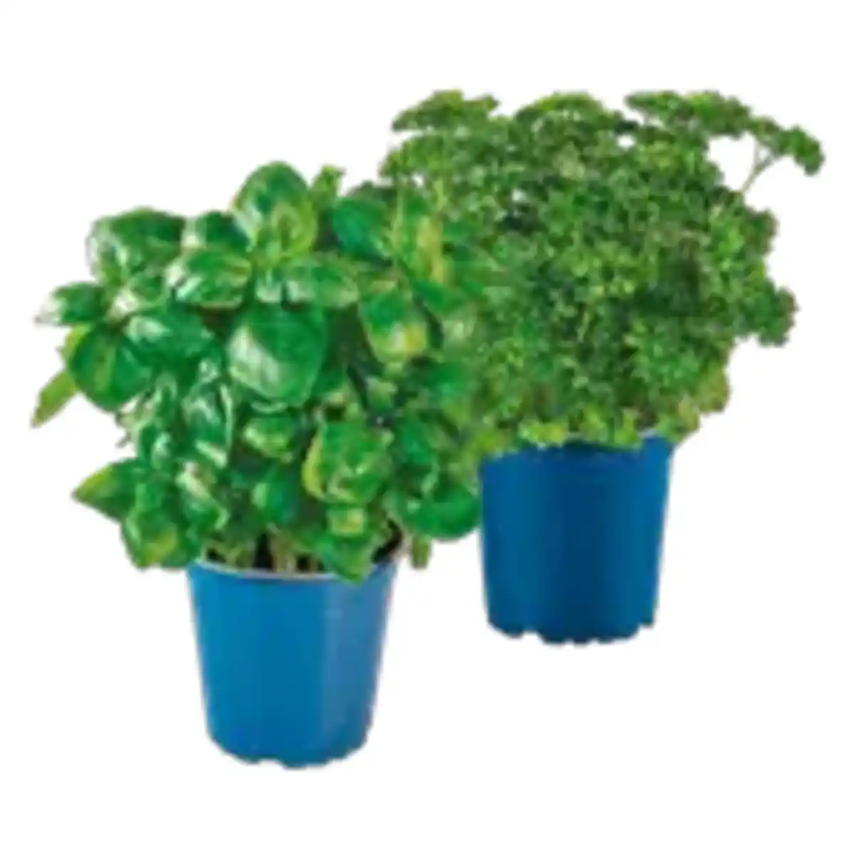 Bild 1 von Kräuter Mix