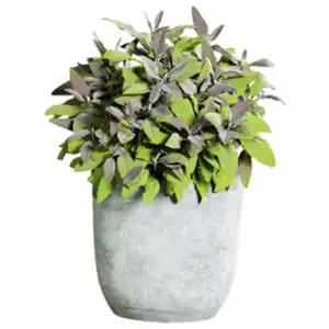 Gartenkrone Salbei, Salvia officinalis, aktuelle Pflanzenhöhe ca.: 20 cm, im Topf