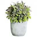 Bild 1 von Gartenkrone Salbei, Salvia officinalis, aktuelle Pflanzenhöhe ca.: 20 cm, im Topf