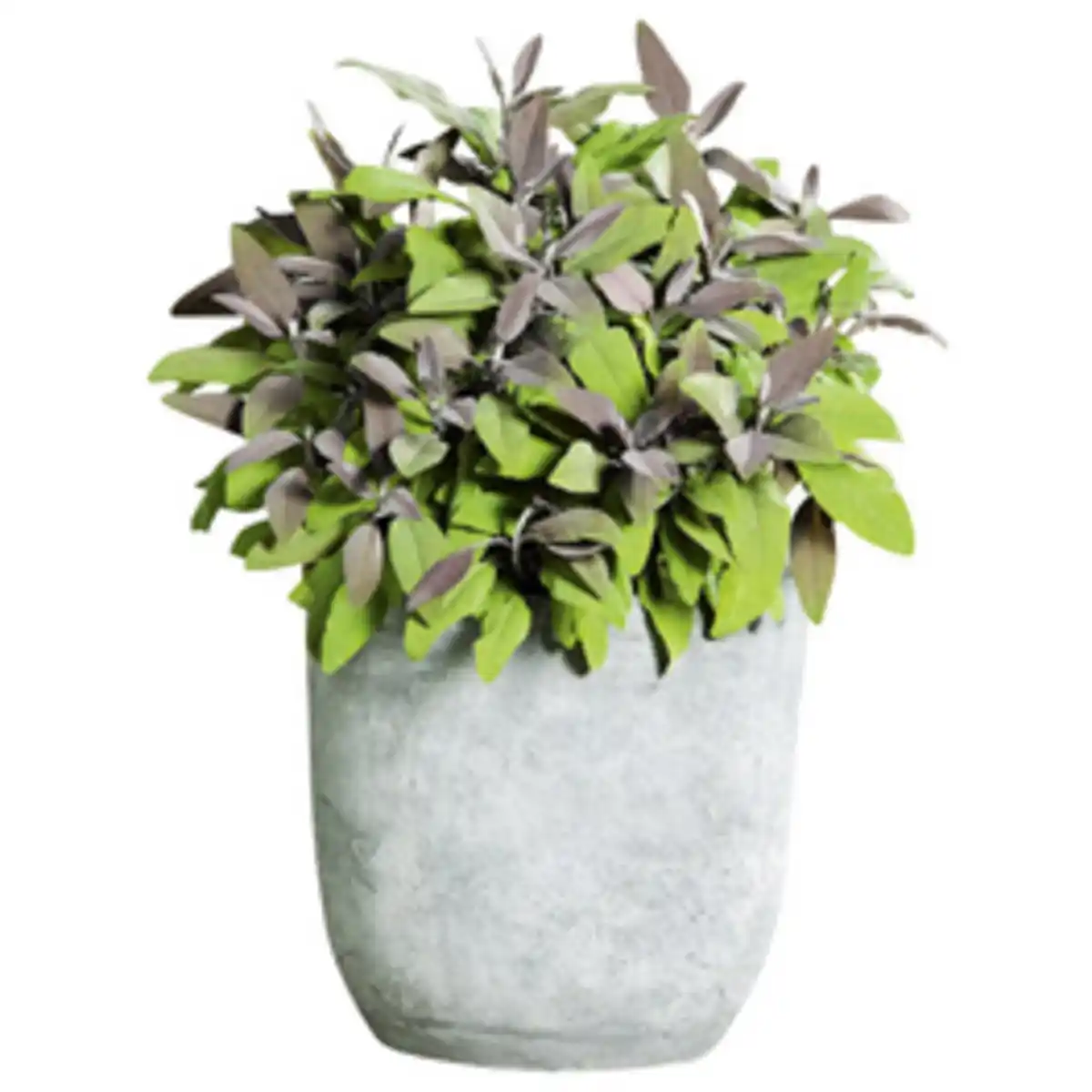 Bild 1 von Gartenkrone Salbei, Salvia officinalis, aktuelle Pflanzenhöhe ca.: 20 cm, im Topf