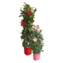 Bild 1 von Dipladenia Pyramide