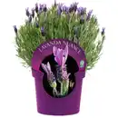 Bild 1 von Gartenkrone Schopflavendel Lavandula Stoechas »Nuance«, Busch