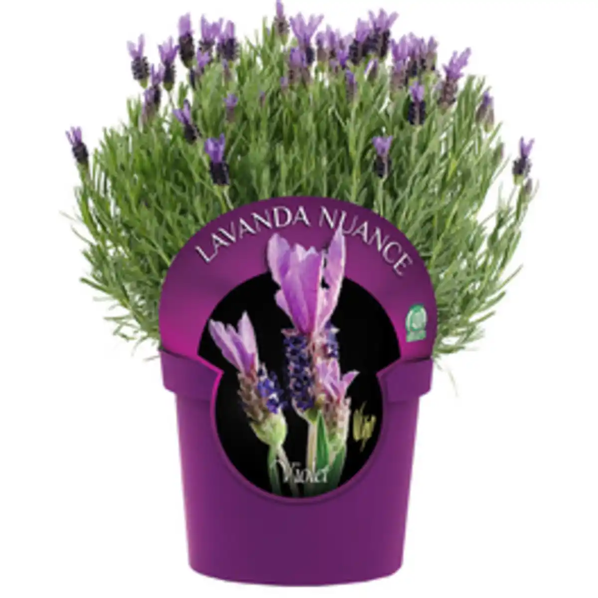 Bild 1 von Gartenkrone Schopflavendel Lavandula Stoechas »Nuance«, Busch