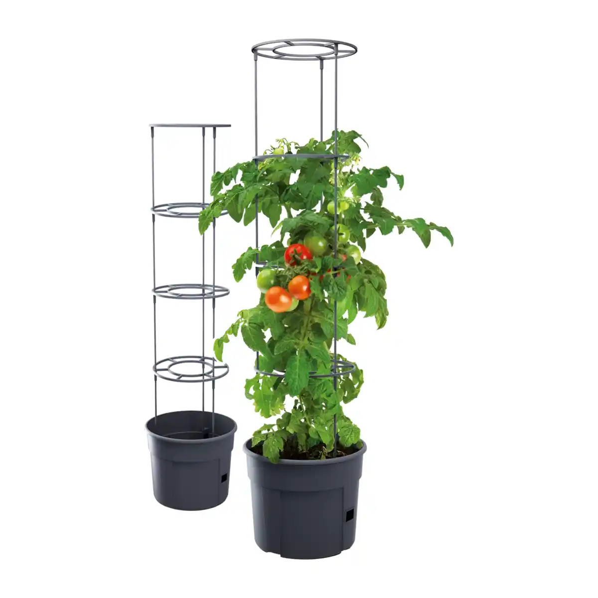 Bild 3 von GARDENLINE Pflanztopf mit Rankhilfe