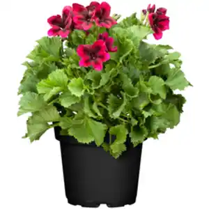 Edelgeranie Pelargonium Grandiflorum, Busch