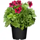 Bild 1 von Edelgeranie Pelargonium Grandiflorum, Busch