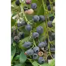 Bild 2 von Heidelbeere Vaccinium »Berry Bonanza«