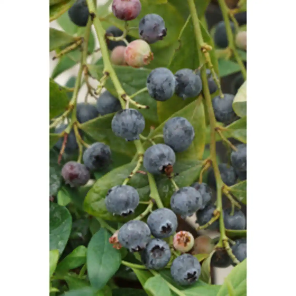 Bild 2 von Heidelbeere Vaccinium »Berry Bonanza«