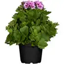 Bild 2 von Edelgeranie Pelargonium Grandiflorum, Busch