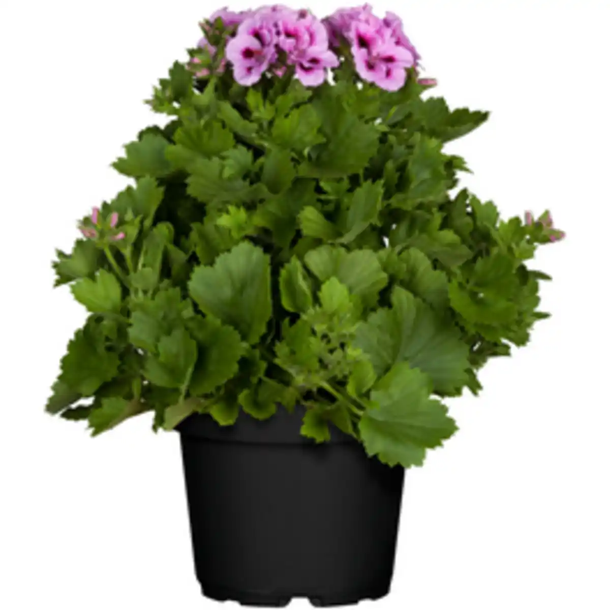 Bild 2 von Edelgeranie Pelargonium Grandiflorum, Busch
