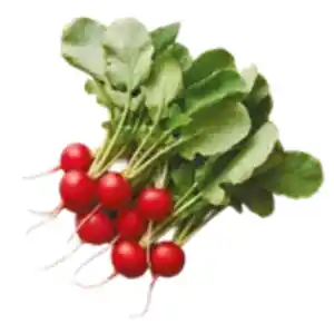 Radieschen
