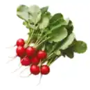 Bild 1 von Radieschen