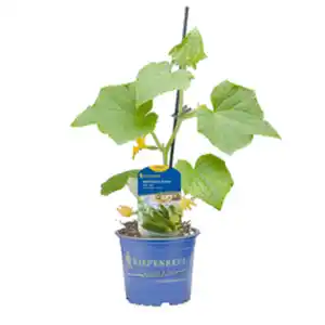 Kiepenkerl Mini-Snack-Gurke Cucumis sativus »Mine (Star)«, grün