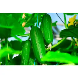 Gartenkrone Einlegegurke Cucumis sativus »Sultan«